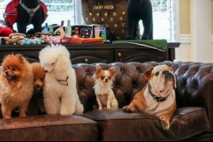 Хотел animal: живот vip с опашка Хотел animal: живот vip с опашка